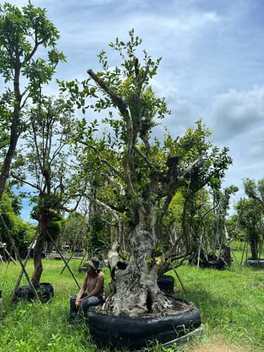 ต้นหว้าแม่น้ำ