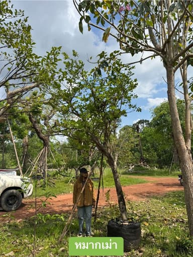 แพ็ค3 ต้นไม้ทำสวน