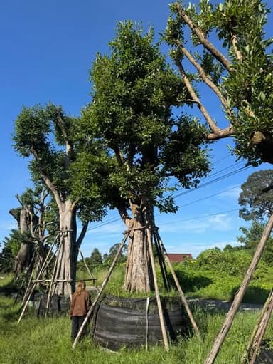 ต้นพูนทรัพย์ หน้า34นิ้ว 🌳