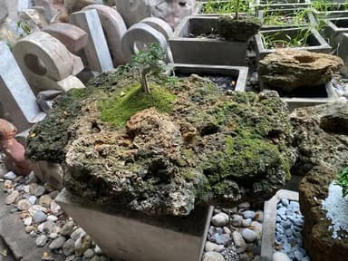 กระถางฟองฟองน้ำ 🌱