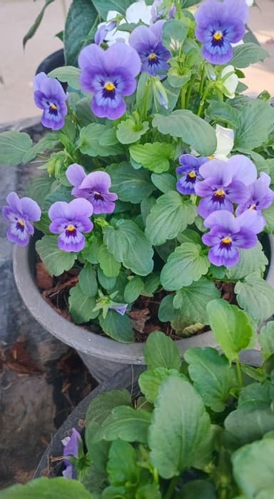 เวอร์บีน่า - ต้นไม้หอมชวนหลงใหล