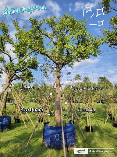 ต้นมั่งมี 10 สูง 5 ม.