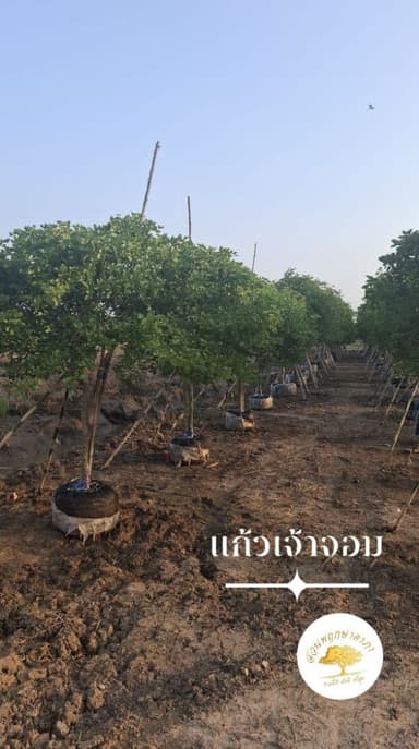 แก้วเจ้าจอม ไม้มงคล