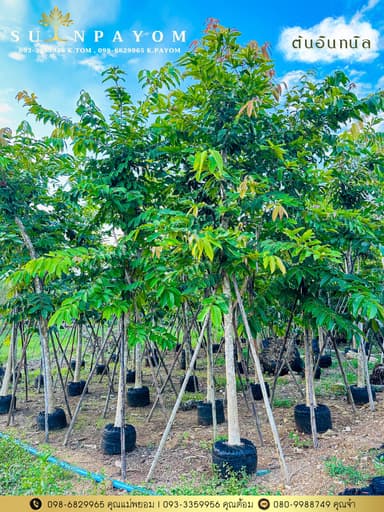 ต้นอินทนิลน้ำ 4 นิ้ว สูง 3.5 - 4 เมตร
