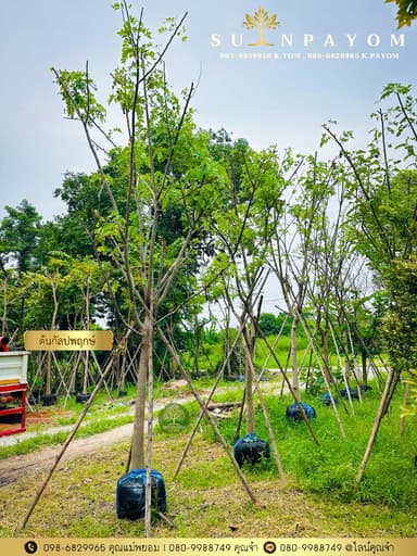 ต้นกัลพฤกษ์ 4 นิ้ว