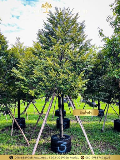 ต้นล่ำซำ 3 นิ้ว