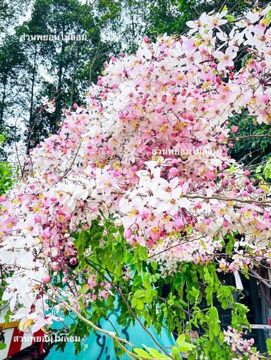 ต้นกัลปพฤกษ์ 4 นิ้ว