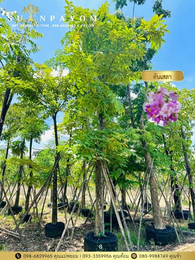 ต้นเสลา ขนาด 8 นิ้ว