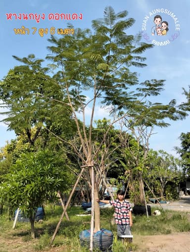 หางนกยูง หน้า 7 สูง 6 เมตร