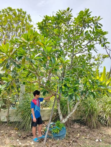 ลีลาวดีขาวพวง