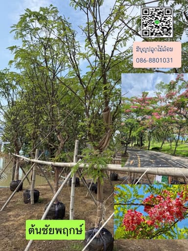 ต้นชัยพฤกษ์