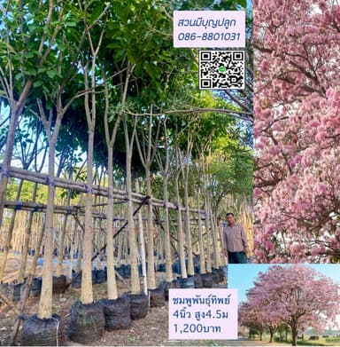 ชมพูพันธุ์ทิพย์ 4 นิ้ว