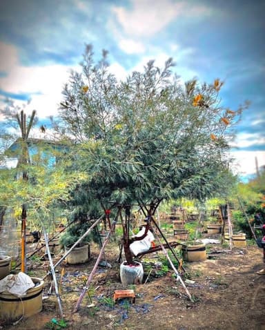 ต้นสนเกรวิลเลียสีชมพูพลาสเทล / Grevillea Pink Surprise