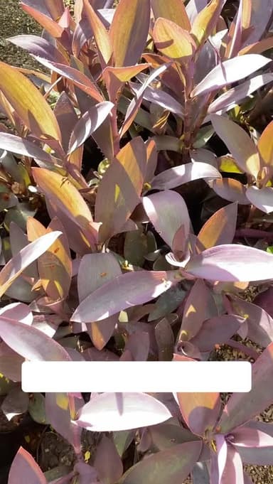 ดวงใจม่วง ตัดสดจากสวน