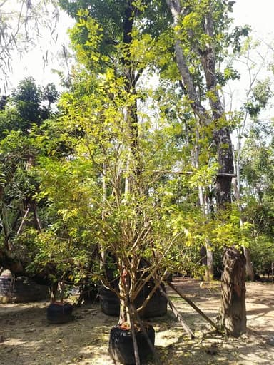 ต้นแก้วพวงดวงใจ 🌸