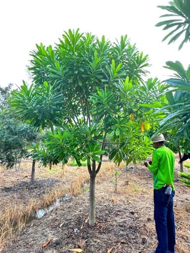 ต้นตีนเป็ดน้ำ ขนาด 5" สูง 4 เมตร