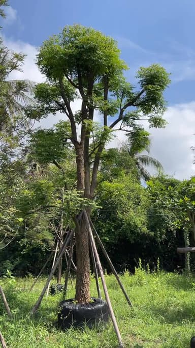 ต้นปีบ 13" ดอกหอมชื่นใจ