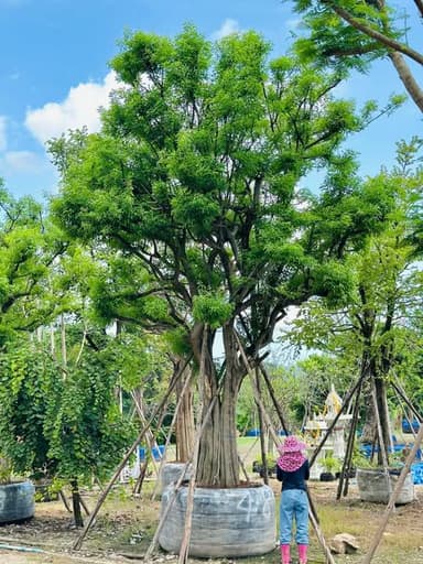 ต้นแจง - สวยงาม พร้อมปลูก