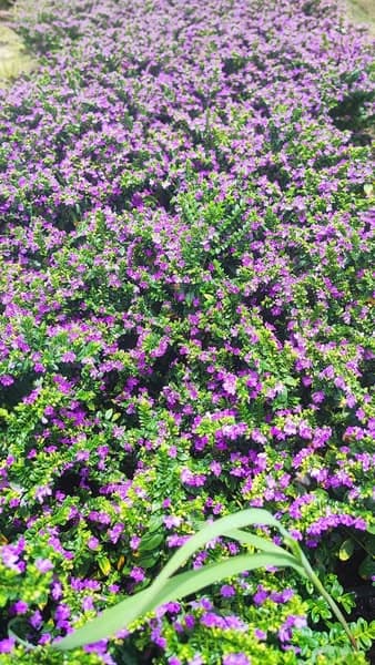 ต้นหลิวไต้หวันดอกม่วง