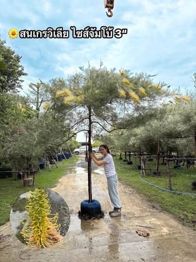 สนเกรวิเลียเหลืองเลื้อย ไซส์จัมโบ้ & มินิ