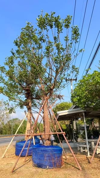 ต้นไม้มั่งมีฟอร์มสวยไซร้มินิ