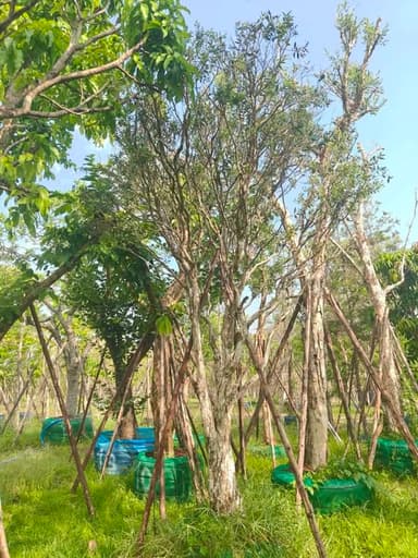 ต้นเสม็ดขาว