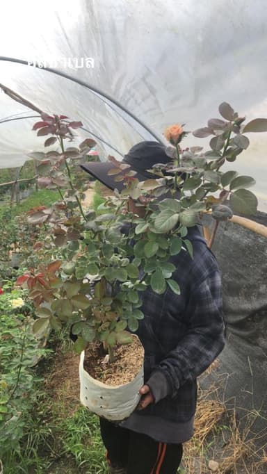 กุหลาบ Isabelle Autissier