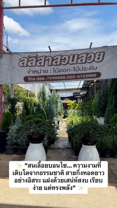 ต้นสนเลื้อยบอนไซ