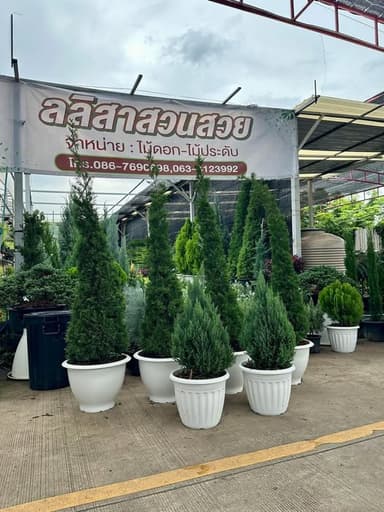 Set สนมังกร + สนทรายเงินบลู