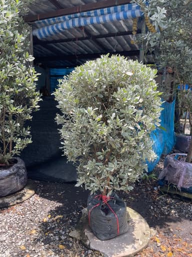 กระดุมใบเงิน