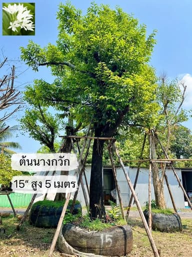 ต้นนางกวัก พุ่มสวย ไม้มงคลเรียกทรัพย์ สวนไม้ปัญญ์ธิบดิ์