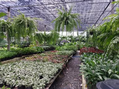 ไม้จัดสวน