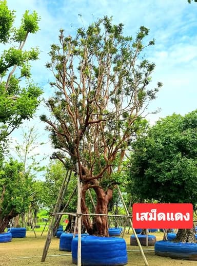 เสม็ดแดงกอใหญ่