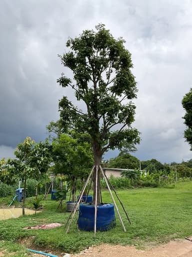 ต้นไม้สวยจากสวนลุงลอ
