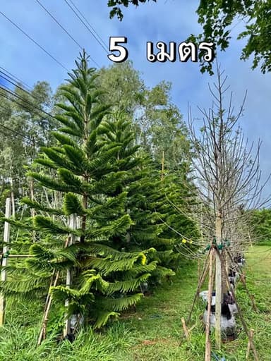 ต้นซิลเวอร์โอ๊ค