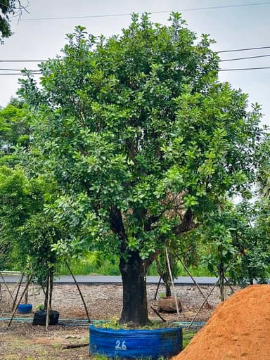 ต้นจิกน้ำ 26” ฟอร์มสวย