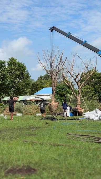 จามจุรี ฟอร์มสวย 🌳