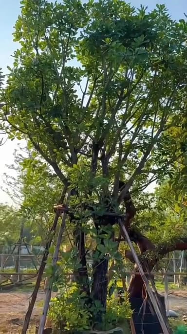 ต้นจิกน้ำทรงกอ - สวนไม้ปัญญ์ธิบดิ์