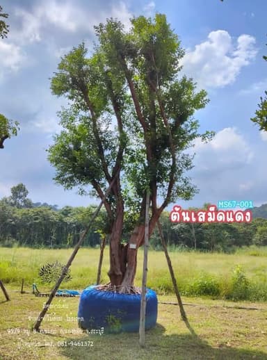 ต้นเสม็ดแดง - ร่มเงาสวยงามสำหรับสวนคุณ 🌳