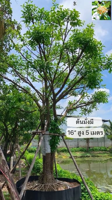 ต้นมั่งมี – ต้นไม้มงคลเรียกทรัพย์
