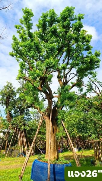 ต้นแจง - ไม้มงคลให้ร่มเงา