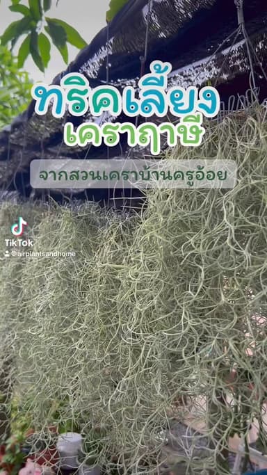 เคราฤาษี (Spanish Moss)